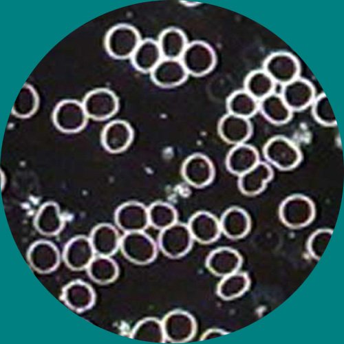 AmScope 40X-2000X 3W LED Trinocular Darkfield and Brightfield Compound Microscope