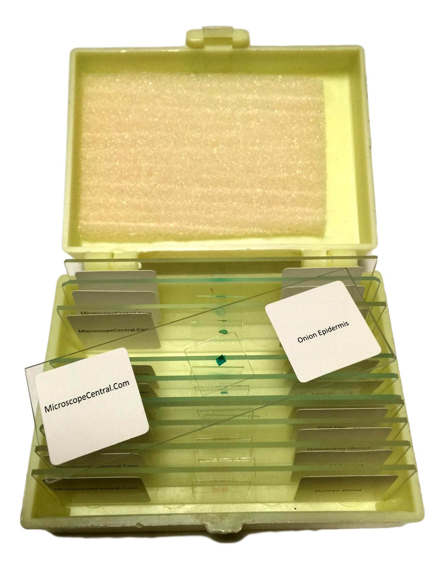 11 Prepared Biology Microscope Slides & Case