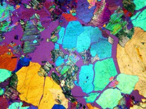 AmScope ME520TB Microscope