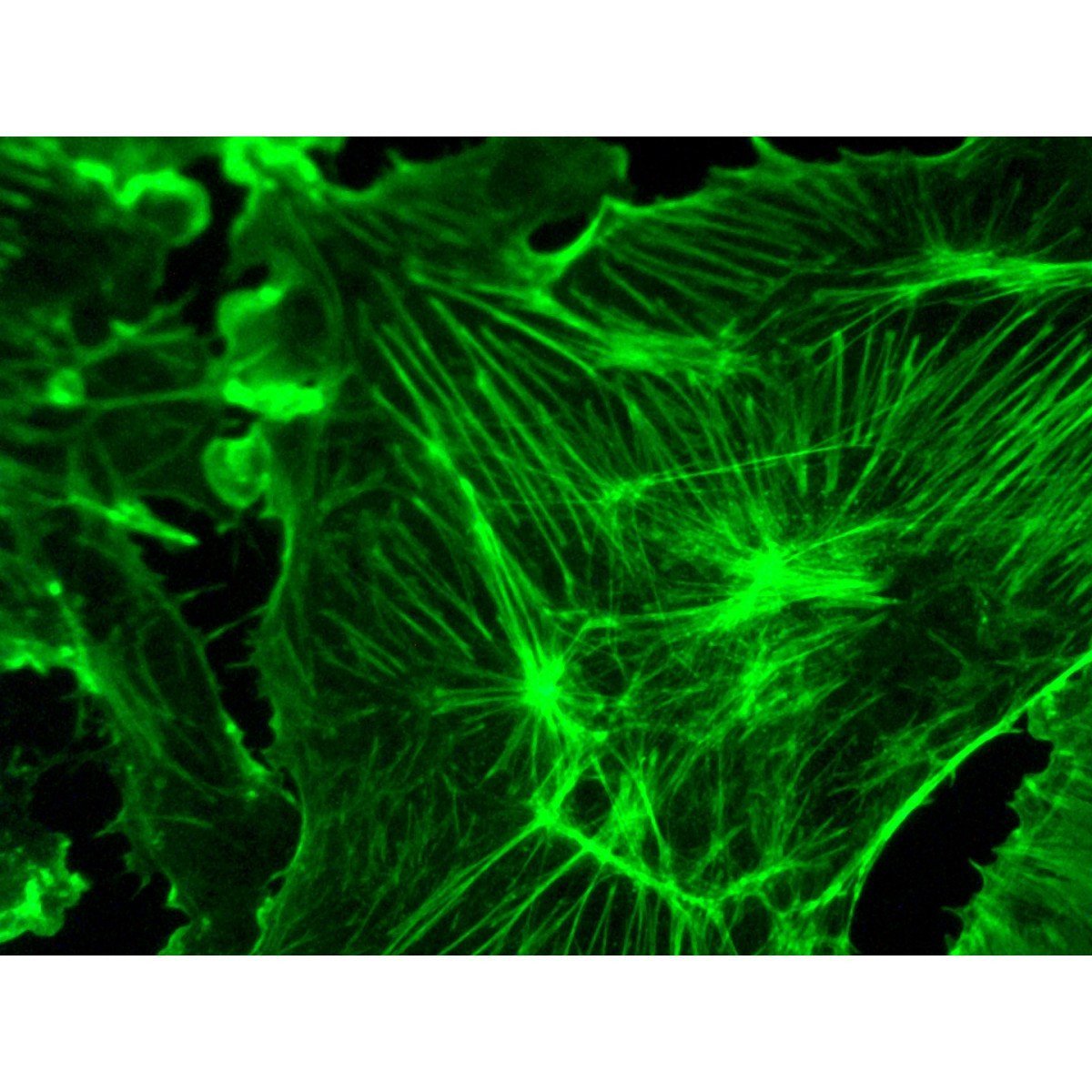 AmScope 5.0MP CCD Fluorescent Microscope Camera