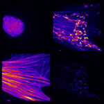 MultiSplit products from Cairn Research