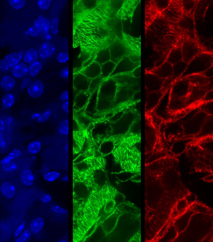 MultiSplit products from Cairn Research